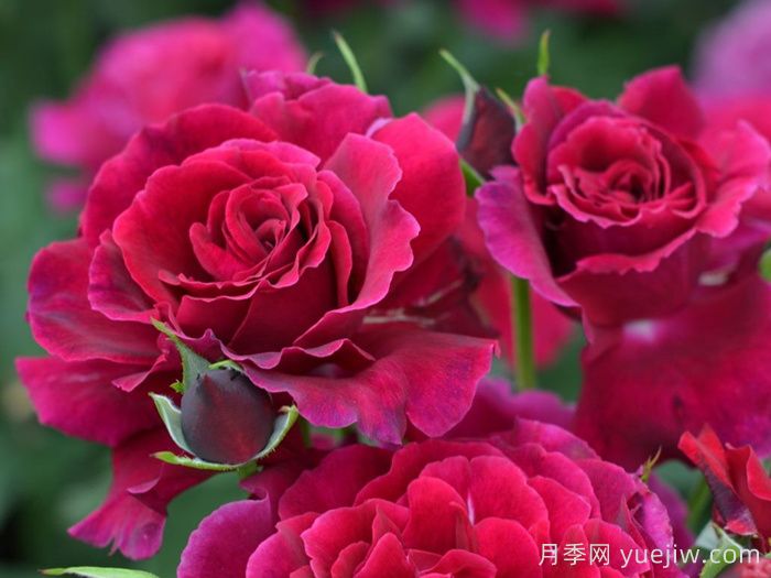 天家胭脂月季?推薦，超濃香，絨質(zhì)瓣，具備你想要的特點(圖1)