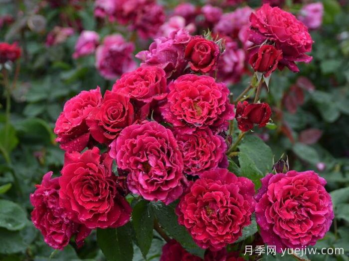 天家胭脂月季?推薦，超濃香，絨質(zhì)瓣，具備你想要的特點(圖2)