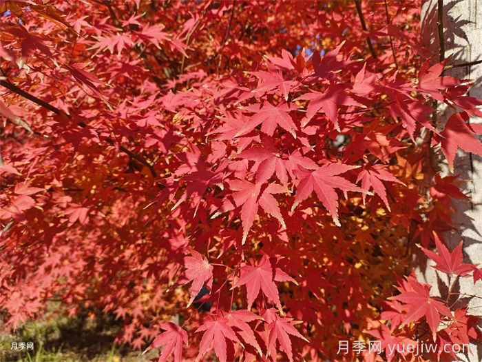 如何分辨三角楓、五角楓、元寶楓、雞爪槭，有圖片(圖5)