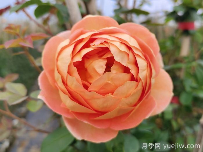 夏洛特夫人月季有什么缺點？(圖1)