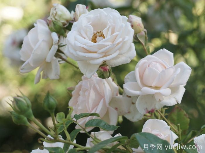瑪婷吉洛月季介紹，適應性強，香味宜人(圖1)