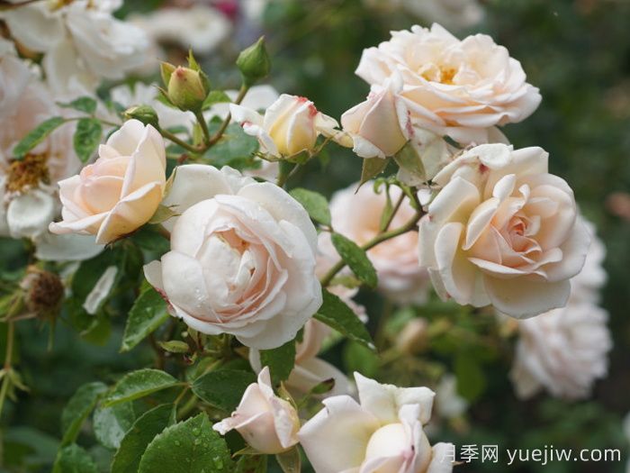瑪婷吉洛月季介紹，適應性強，香味宜人(圖2)