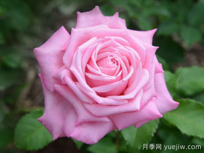 貝琳達(dá)之夢(mèng)月季/貝琳達(dá)夢(mèng)想(圖1)