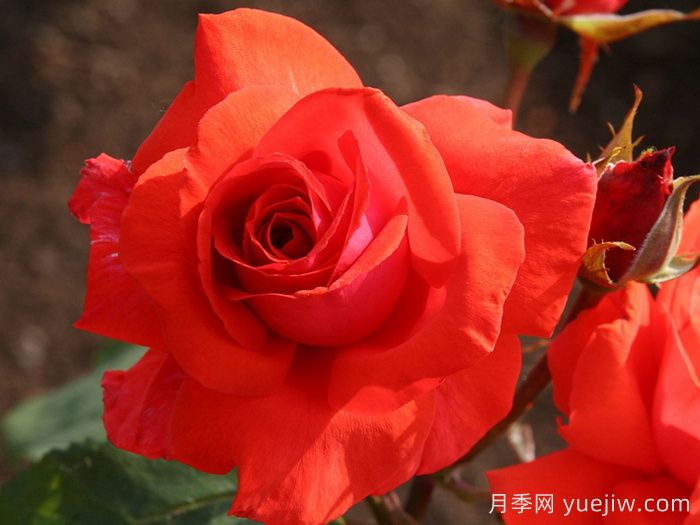 香云月季(圖5)