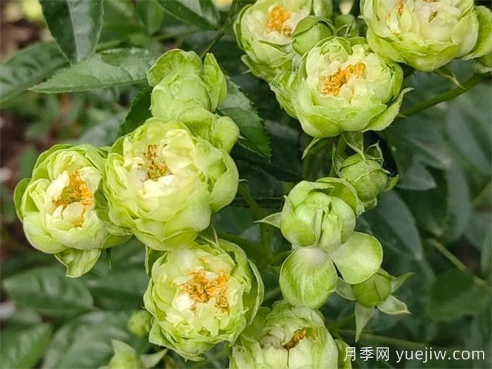閃電月季，超級勤花的綠花微月(圖2)