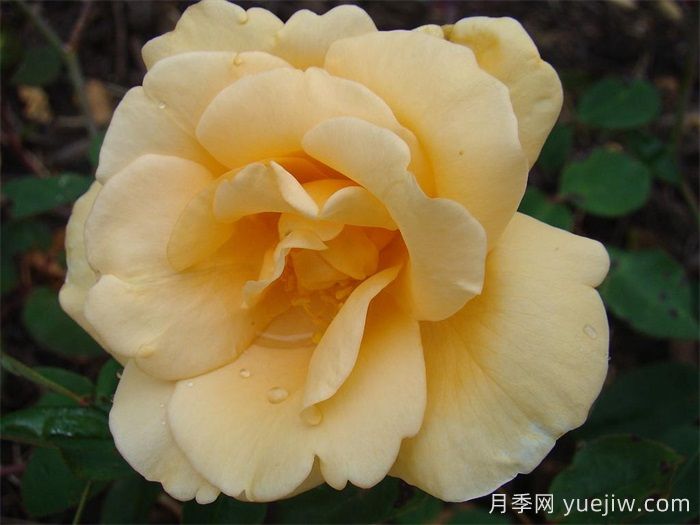 希林頓夫人月季，百年經(jīng)典灌木月季(圖1)
