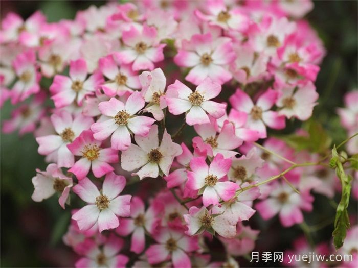 微月月季推薦，遮陽傘月季(圖1)