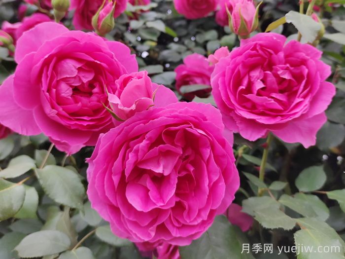 30種漂亮的月季品種，你養(yǎng)了幾種？(圖2)