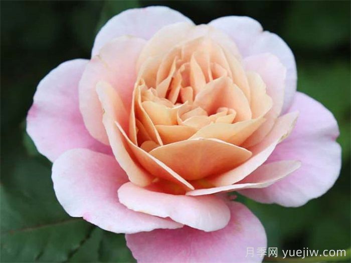 30種漂亮的月季品種，你養(yǎng)了幾種？(圖4)