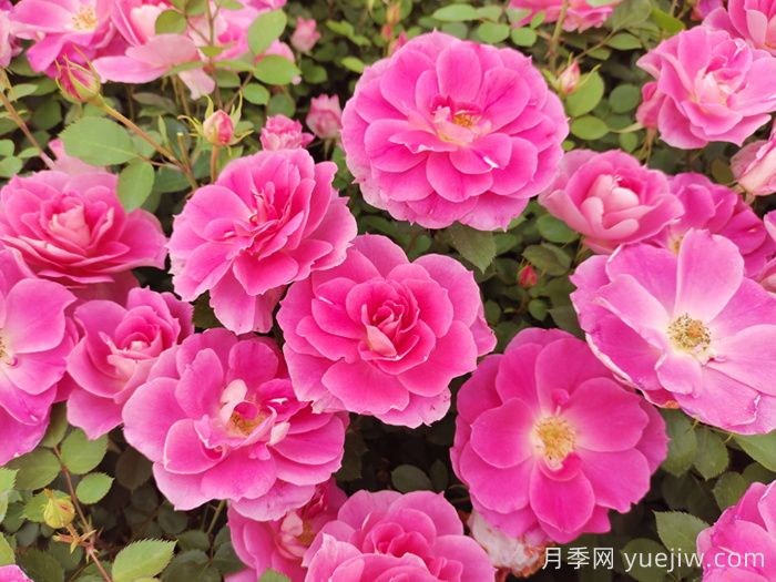 植物怎樣搭配以實現四季有景？(圖1)