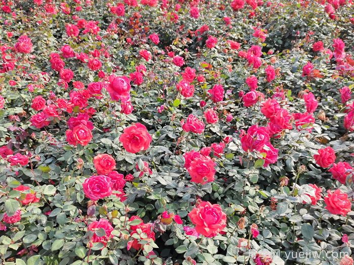 賞中國(guó)月季文化，詩(shī)詠月季花(圖2)