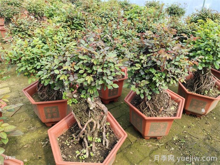 月季花很好養(yǎng)，春秋購買成活率高(圖2)