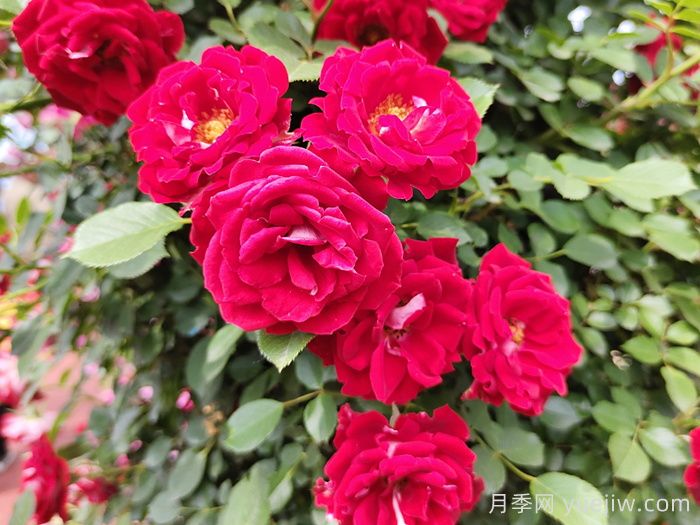 6款經(jīng)典的月季花，抗性強(qiáng)幾乎不生病蟲害(圖3)