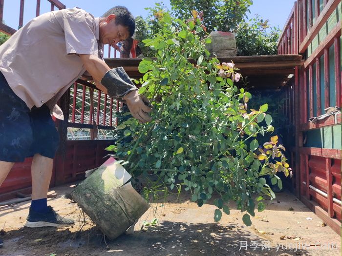 月季花的修剪技巧是什么？如何讓月季花開得更漂亮？(圖1)