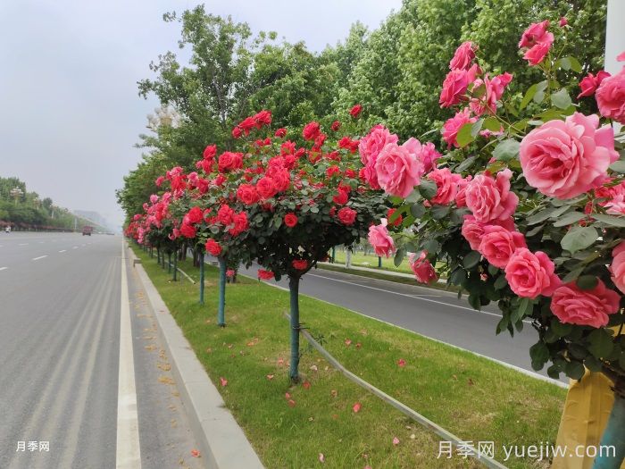 觀花樹(shù)種在園林綠化中長(zhǎng)盛不衰，有哪些花木？(圖2)