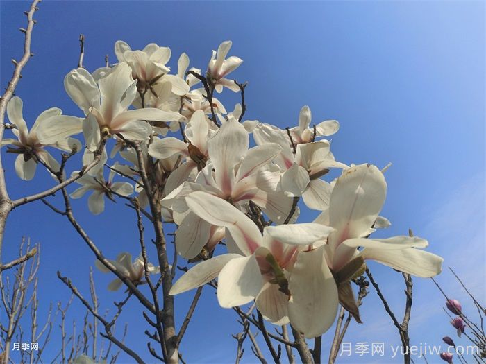 白玉蘭，花界高冷女神(圖1)