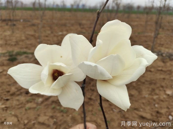 六種玉蘭介紹：白玉蘭、紫玉蘭、二喬玉蘭、望春玉蘭、飛黃玉蘭、寶華玉蘭(圖1)