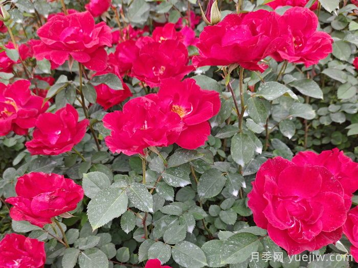 南陽紅帽子月季基地批發(fā)(圖1)