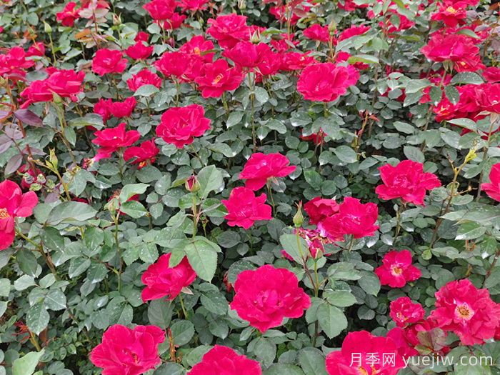 南陽紅帽子月季基地批發(fā)(圖2)