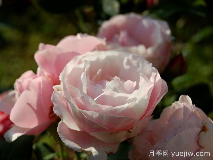情書月季(圖3)