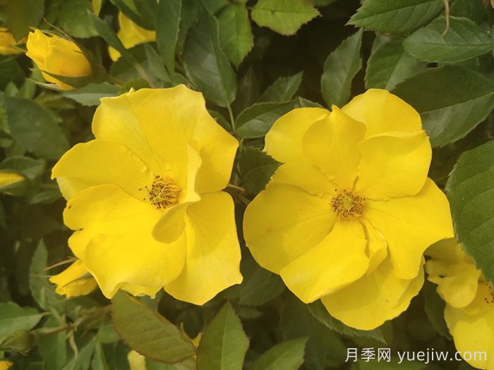 河北河間：月季成網(wǎng)紅，美麗能致富(圖2)