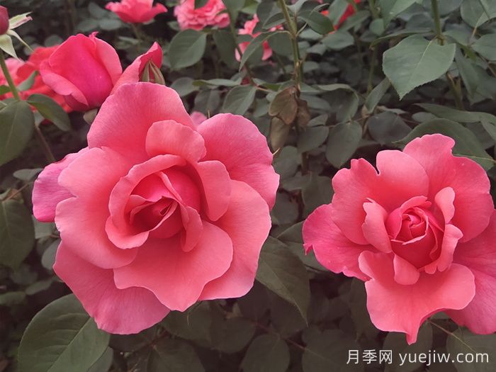 河北河間的樹狀月季美翻了，興村致富新路子(圖2)