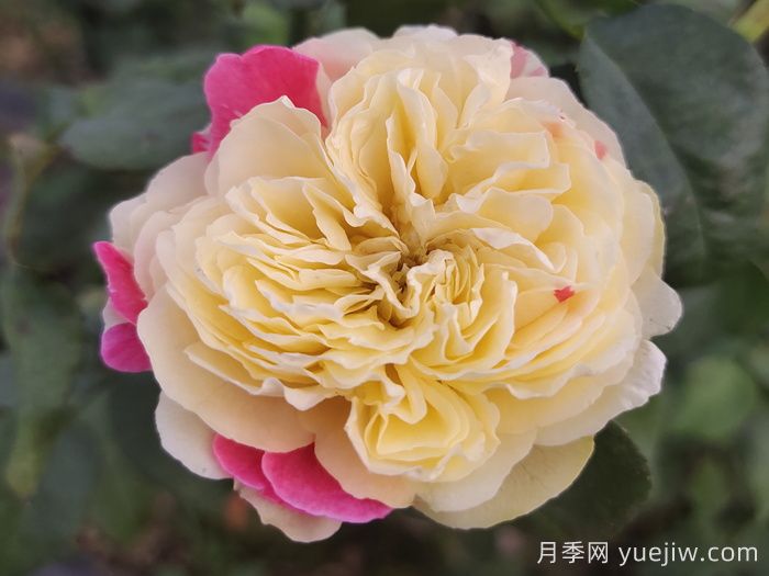獨居特色的風(fēng)月月季喲哪些優(yōu)缺點？(圖1)