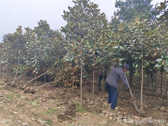 南陽(yáng)市南召縣玉蘭樹批發(fā)基地(圖1)