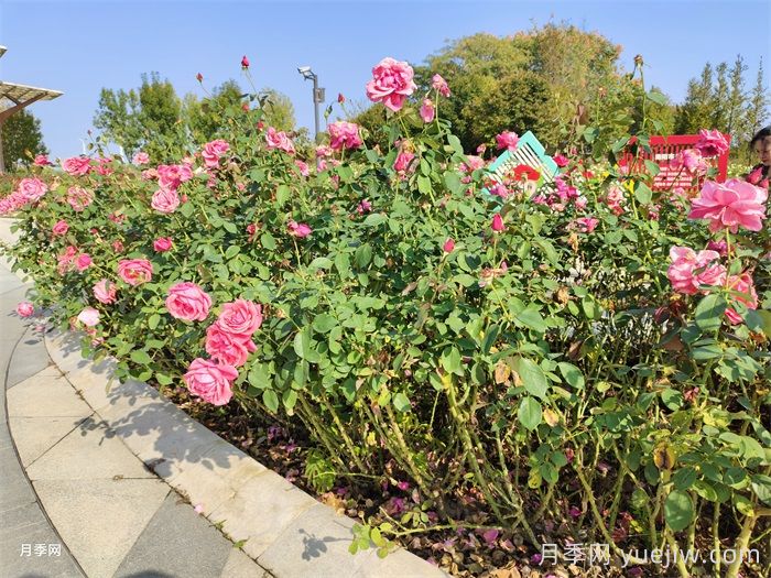 月季花開，南陽月季在園林綠化的場景展示(圖3)
