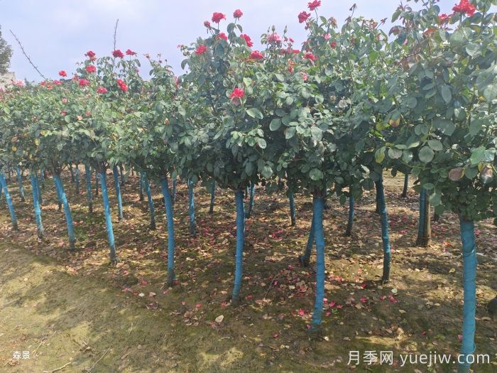 南陽樹狀月季網(wǎng)上交易成功，900棵出嫁杭州蕭山(圖2)