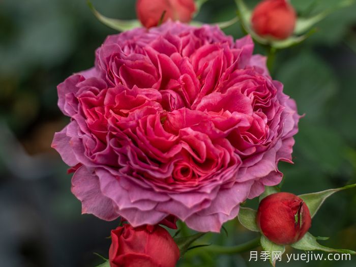 朱砂碗月季的優(yōu)缺點是什么？(圖1)