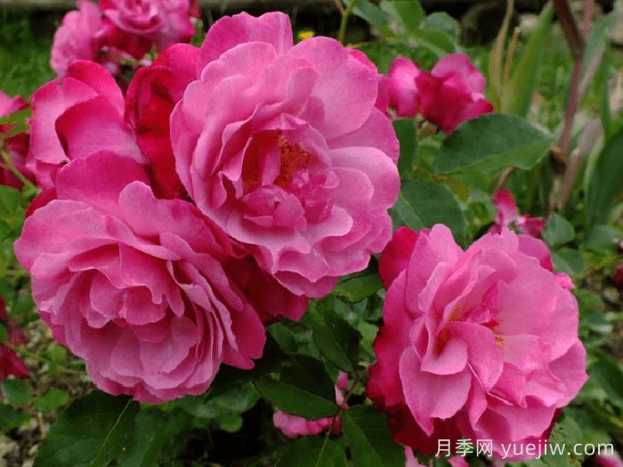 蘇菲的永恒月季/索菲的長青(圖1)