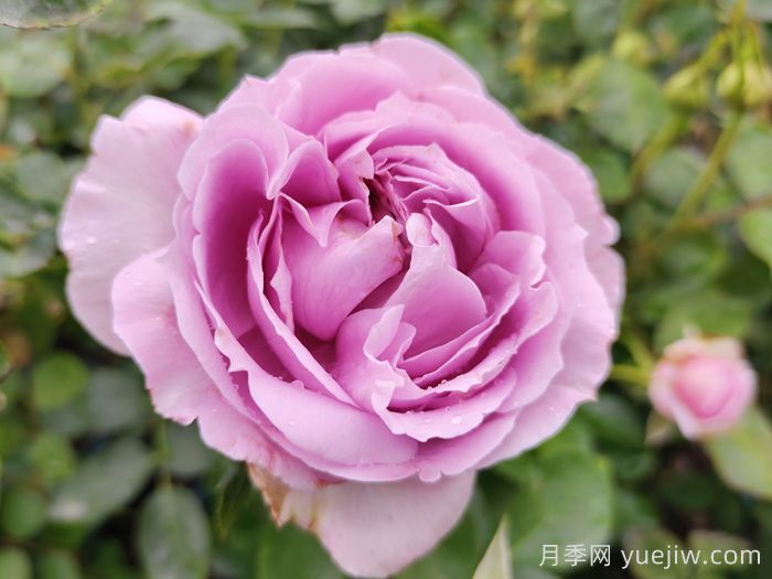 藍色風暴月季/暗戀的心(圖1)