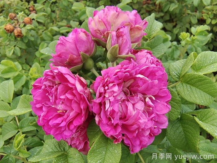 四季玫瑰與月季的區(qū)別？四季玫瑰的價(jià)格？(圖1)