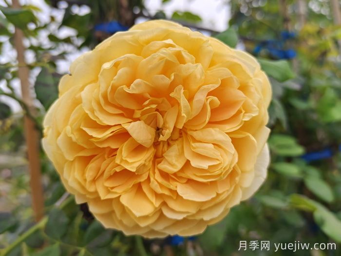 爬藤月季有哪些優(yōu)秀品種？(圖2)