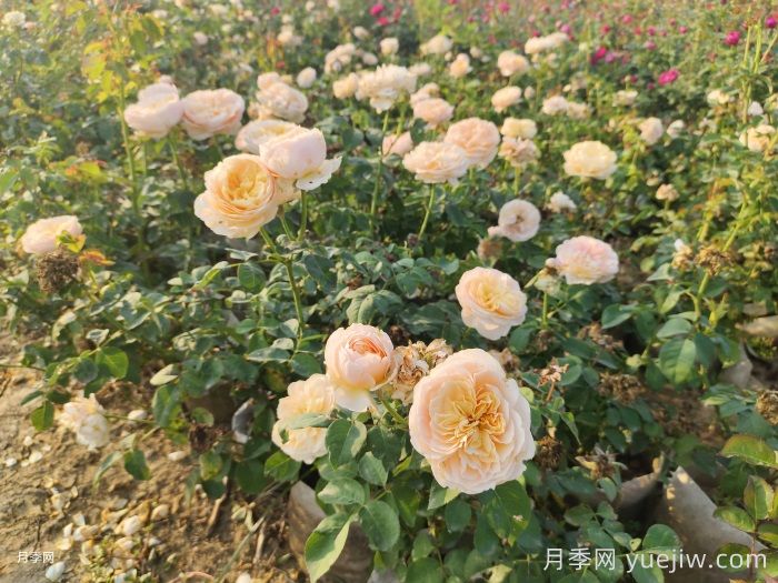 月季苗小不要緊，教你半年長成兩加侖開爆花(圖3)