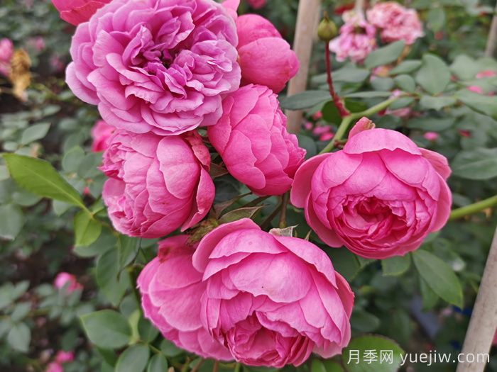 月季花頭上長好多蟲要剪掉嗎？(圖1)