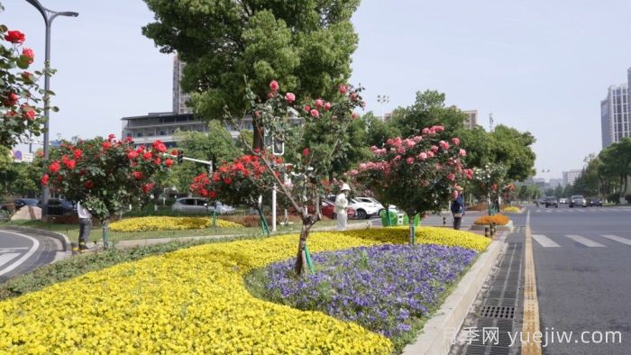 湖南寧鄉(xiāng)：萬株月季齊綻放，扮靚城市生態(tài)新風(fēng)景(圖2)