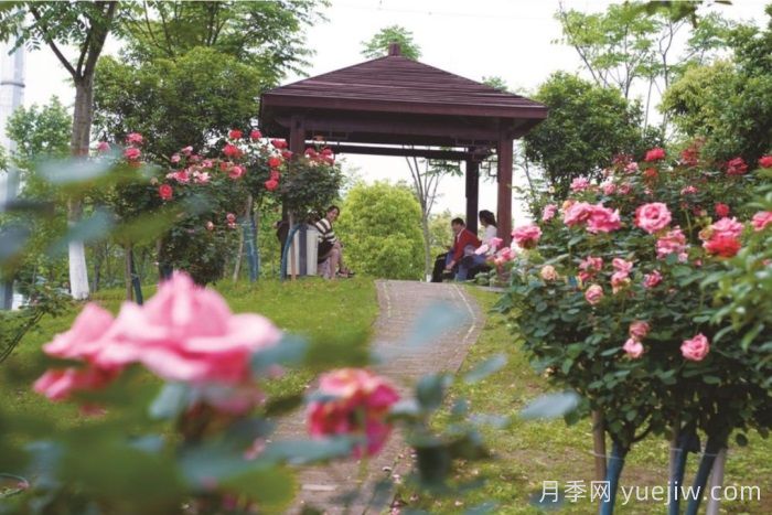 湖南寧鄉(xiāng)：萬株月季齊綻放，扮靚城市生態(tài)新風(fēng)景(圖3)