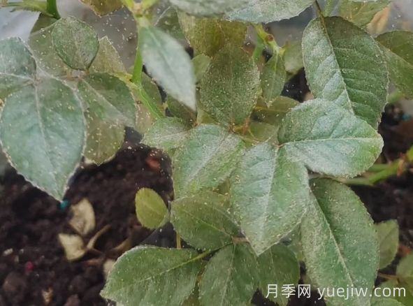 月季又有紅蜘蛛了，該怎么處理？(圖1)
