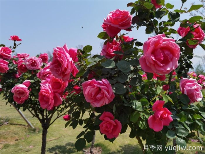 涼山西昌：春日浪漫，比碗口大的月季花你見過嗎？(圖2)