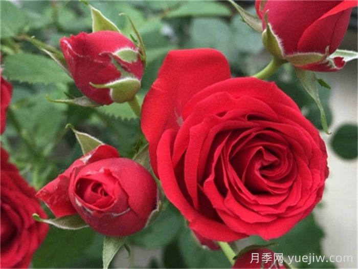 適合陽臺養(yǎng)護的月季品種，附養(yǎng)護要點(圖2)