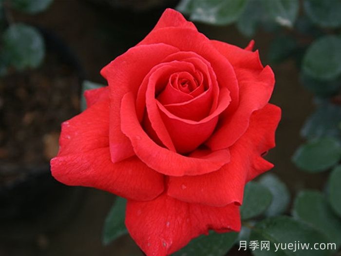 經(jīng)典中國紅！20種紅色月季推薦(圖4)