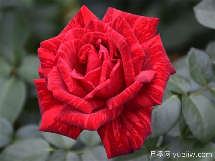 經(jīng)典中國紅！20種紅色月季推薦(圖5)