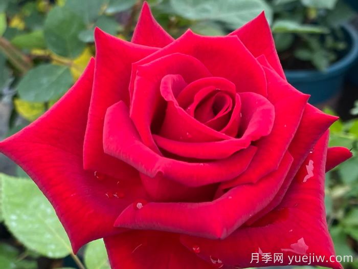 經(jīng)典中國紅！20種紅色月季推薦(圖7)
