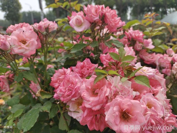 藤櫻霞月季的優(yōu)缺點(diǎn)是什么？(圖1)
