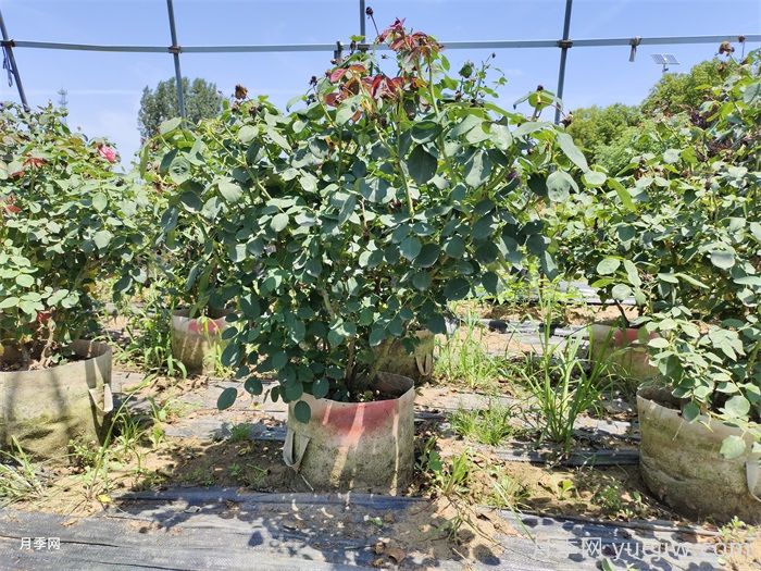 月季花后該如何修剪？月季花后修剪指南(圖1)