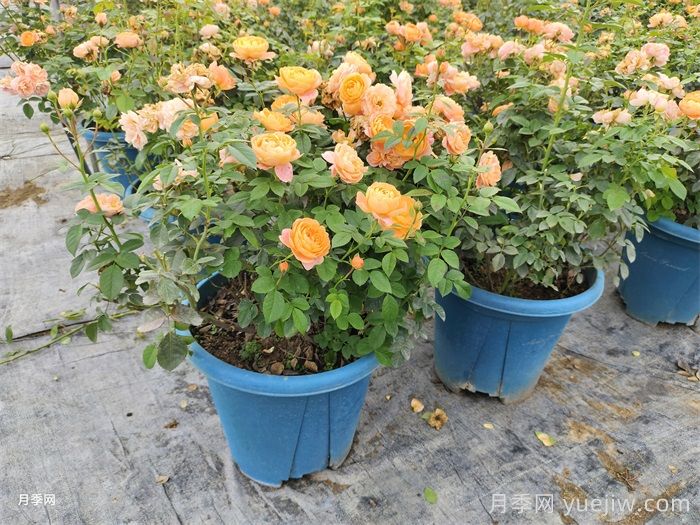月季花后該如何修剪？月季花后修剪指南(圖2)