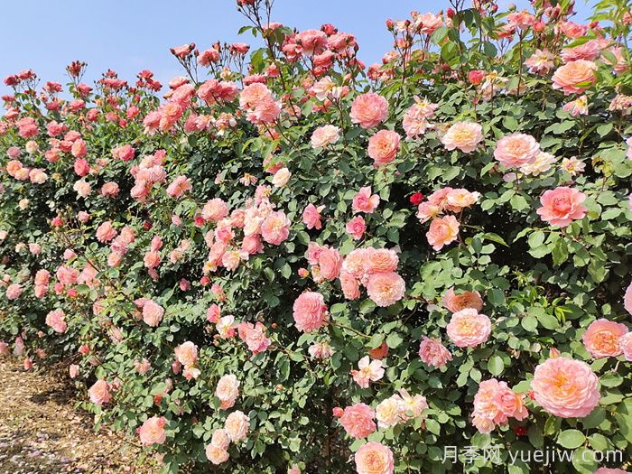 月季花枝垂頭打蔫，原來是莖蜂惹的禍(圖1)