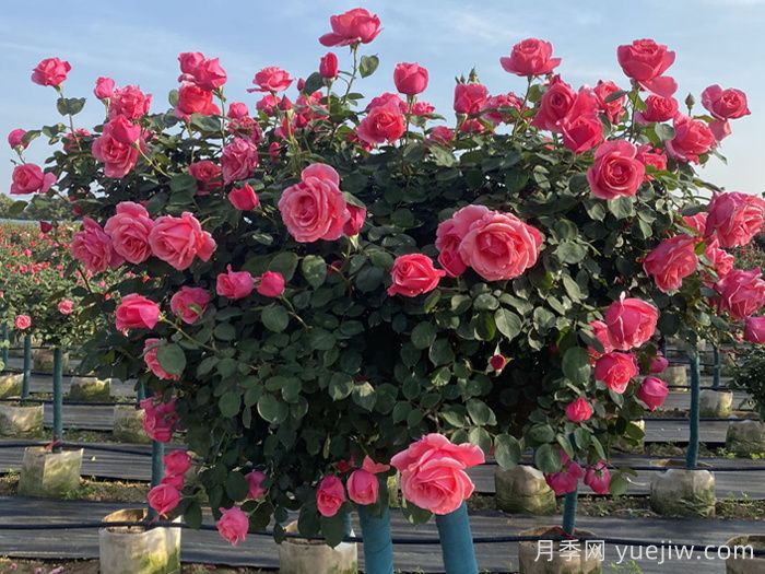 月季不開花到底是為什么？月季爆花教程(圖2)